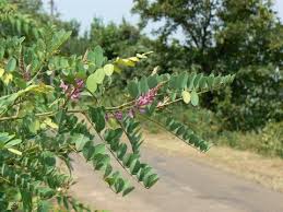 Image result for Indigofera roseo-caerulea