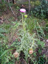 Image result for Carduus nyassanus