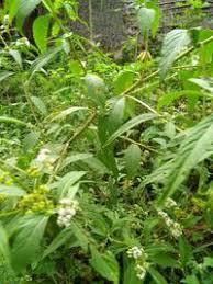 Image result for Ethulia