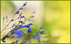 More images for purple wildflowers california » Wallpaper Flowers Grass Sky Winter Purple Closeup Branch Blue Morning California Blossom Wildflowers Bokeh Spring Leaf Flower Flora Vegetation Wildflower Twig Computer Wallpaper Close Up Macro Photography Plant Stem Sigma105