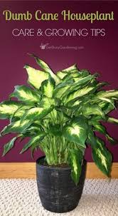 How To Care For Dieffenbachia Dumb Cane House Plant Care House Plants Plants