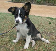 Pepper A Australian Shepherd Border Collie Puppy Border Collie Mix Puppies Cute Puppies Animals Beautiful