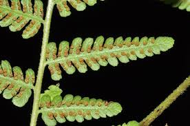 Image result for Dennstaedtiaceae