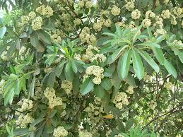 Image result for Alstonia venenata