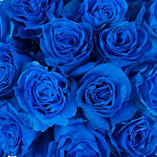 800 x 800 jpeg 211 кб. Amazon Com Farm Direct 100 Real Fresh Cut Blue Roses Exotic And Amazing Fresh Rose Delivery Grocery Gourmet Food