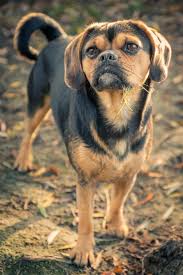 Image result for puggle