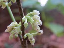 Image result for Rinorea brachypetala