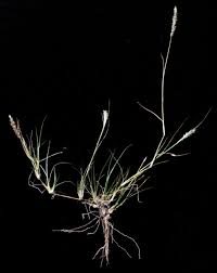 Image result for Enneapogon desvauxii