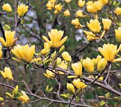 Magnolia Butterflies White Flower Farm Flowering Trees Magnolia Trees