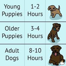 Potty training is typically the first (and most challenging) thing you do as a new pet parent. Not Found Potty Training Puppy Puppy Training Dog Training Obedience