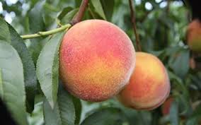 Image result for Prunus persica