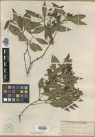 Image result for Olea chimanimani