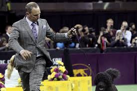 New york (ap) true to his breed, matisse the portuguese water dog likes to play in the koi fish pond. In Westminster S World Of Dogs Two Prance Apart Matisse And Sky Wsj