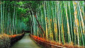 من حرفنا التراثيه صناعه اثاث من خشب البامبو الخيزران منتديات درر العراق