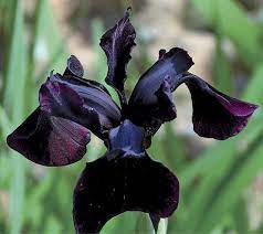 Siberian Iris Black Gold Iris Chrysographes Flower 5 Seeds Aquatic Flower Seeds Yellow Rose Flower Iris Flowers