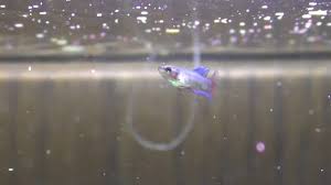 Betta fish are best known for being small, colorful pets with big personalities. I Got Double Tail Betta Fry Youtube