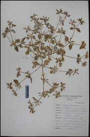 Image result for Torenia thouarsii