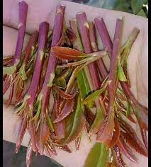 قره قات یا قارا قات یا قره قاط (redcurrant) با نام علمی ribes rubrum و گونه دیگر آن با نام ribes orientalis، میوه ای جنگلی است که بومی اروپای غربی و شمال کشورهای ایتالیا، اسپانیا. Ù‚Ø§Øª Ø§Ø±Ø­Ø¨ÙŠ Ø¯Ø±Ø¬Ø© Ø£ÙˆÙ„Ù‰ Ø¨Ù† Ø§Ù„Ø´ÙŠØ® Ù„Ø¬Ù…ÙŠØ¹ Ø£Ù†ÙˆØ§Ø¹ Ø§Ù„Ù‚Ø§Øª Facebook