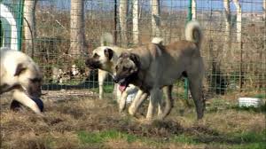 Kangal Turkish Kangal Beto Pasa Kizi Fulas Haydut Kizi Haydo Youtube