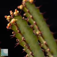Image result for Euphorbia griseola