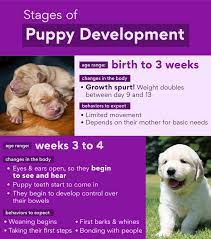 Why dogs are undergoing such behavior changes when they seemed fine just a few days or weeks prior. Puppy Stages Early Dog Development From Newborn Puppy To Adulthood Bechewy