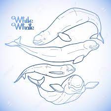 An inky adventure & coloring book by johanna basford. Graphic Beluga Whale Collection White Whale Sea Creature Isolated Royalty Free Cliparts Vectors And Stock Illustration Image 56287730