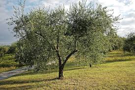 Image result for Olea capensis