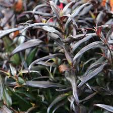 Image result for Strobilanthes anisophylla