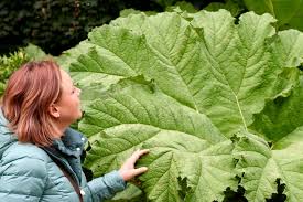 Image result for Gunnera