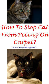 Cats use olfactory cues (leaving and reading odors) as a major form of communication. Cat Pee People Is Spraying Clorocs Near Cats Okay Cat Spraying Feet Forum Cat Pee Pet Urine Stop Older Cat From Cat Spray Cat Pee Smell Cat Pee Smell Removal