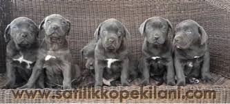 Cane Corso Yavru Ilan Cane Corso Yavru Kopek Kopek