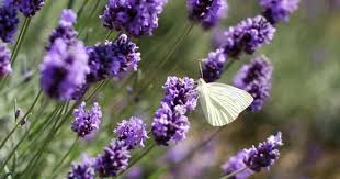 Echter Lavendel Duftende Heilpflanze In 2020 Lavendel Pflanzen Echter Lavendel Garten Lavendel