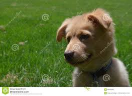 Ensuring you can meet these needs is paramount, but they are adaptive pets that can thrive in any environment. Profil Eines Sussen Nova Scotia Duck Tolling Retriever Welpen Stockfoto Bild Von Ente Haustier 88558582