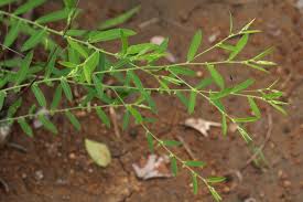 Image result for Phyllanthus maderaspatensis