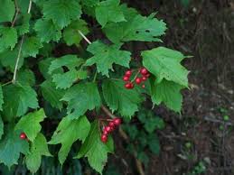 Image result for Rhaptopetalum roseum