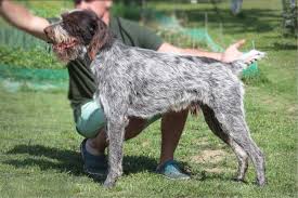 Image result for český fousek stavba těla