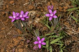 Image result for Raphionacme hirsuta