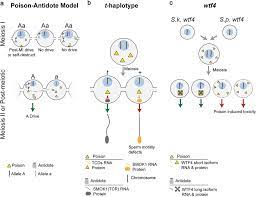Please download one of our supported browsers. Symmetric Meiotic Drive Poison Antidote This Figure Depicts The Download Scientific Diagram