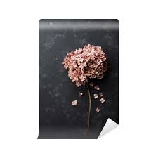 Bastoncini di fiori secchi, fibbia, decorazione png. Carta Da Parati Fiori Secchi Ortensia Su Nero Vintage Vista Piano Del Tavolo Styling Disteso Pixers Viviamo Per Il Cambiamento