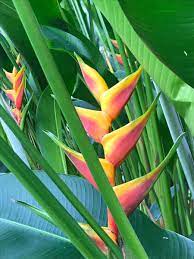 Pin By Jaime Mantilla On Heliconias Zigiberales Plant Leaves Plants Leaves