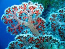 Coral Animal Wildlife Coral Reef Pictures Beautiful Sea Creatures Ocean Plants