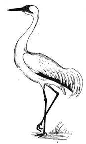 Free printable crane coloring pages. Crane Coloring Page Supercoloring Com Bird Coloring Pages Bird Drawings Bird Paintings On Canvas