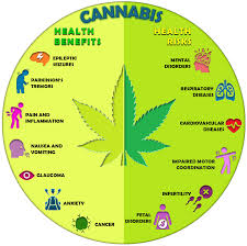 Image result for Cannabis sativa