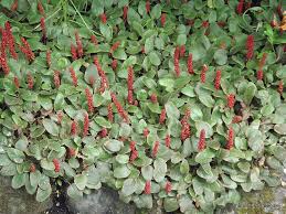 Image result for Gunnera