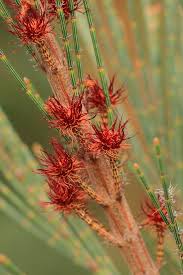 Image result for Casuarina littoralis