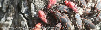 Do boxelder bugs eat garden plants. Red Bugs In The Garden And On The House Melinda Myers