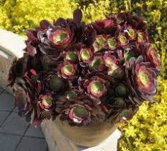 Last year it had beautiful flowers, but this year nothing. Velour International Crassulaceae Network Small Yellow Flowers Suculent Plants Succulents