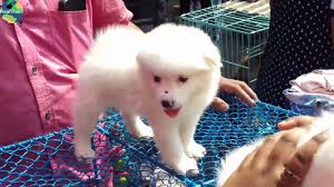 We did not find results for: Various Available Puppies At Galiff Street Pet Market Galiff Street Dog Market Kolkata Youtube