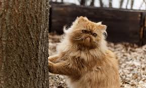Harga kucing persia termasuk kucing yang sering dicari oleh para catlovers. Harga Kucing Persia Dibawah 500rb Medium Himalaya Etc