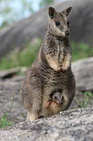 15 Of The World S Wildest Rainforests To Trek Travel Den Australia Animals Australian Mammals Australian Animals
